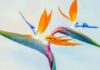 Top 5 Easy-to-Grow Plants to Add to Your Garden
