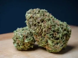 RS11 Strain, What It Feels Like, Where It Comes From, and Why People Keep Talking About It RS11 Strain