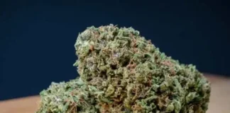 RS11 Strain, What It Feels Like, Where It Comes From, and Why People Keep Talking About It RS11 Strain