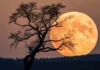 How Many Moons Jupiter Has and Why This Number Keeps Changing