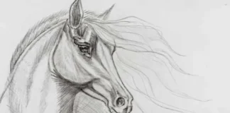 How to Draw a Horse: A Simple Guide That Actually Works How to Draw a Horse