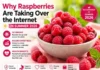 Why Raspberries Are Taking Over the Internet in Summer 2026: Outbreaks, Record Sweetness, and Health Benefits Why Raspberries Are Taking Over the Internet in Summer 2026