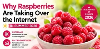 Why Raspberries Are Taking Over the Internet in Summer 2026: Outbreaks, Record Sweetness, and Health Benefits Why Raspberries Are Taking Over the Internet in Summer 2026